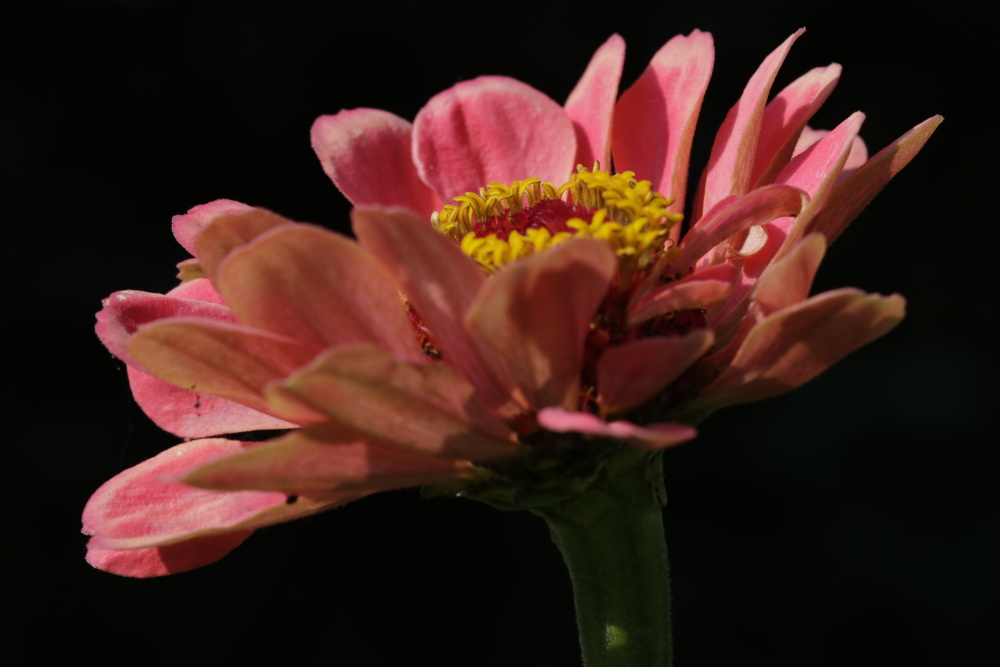 Eleganz zinnia