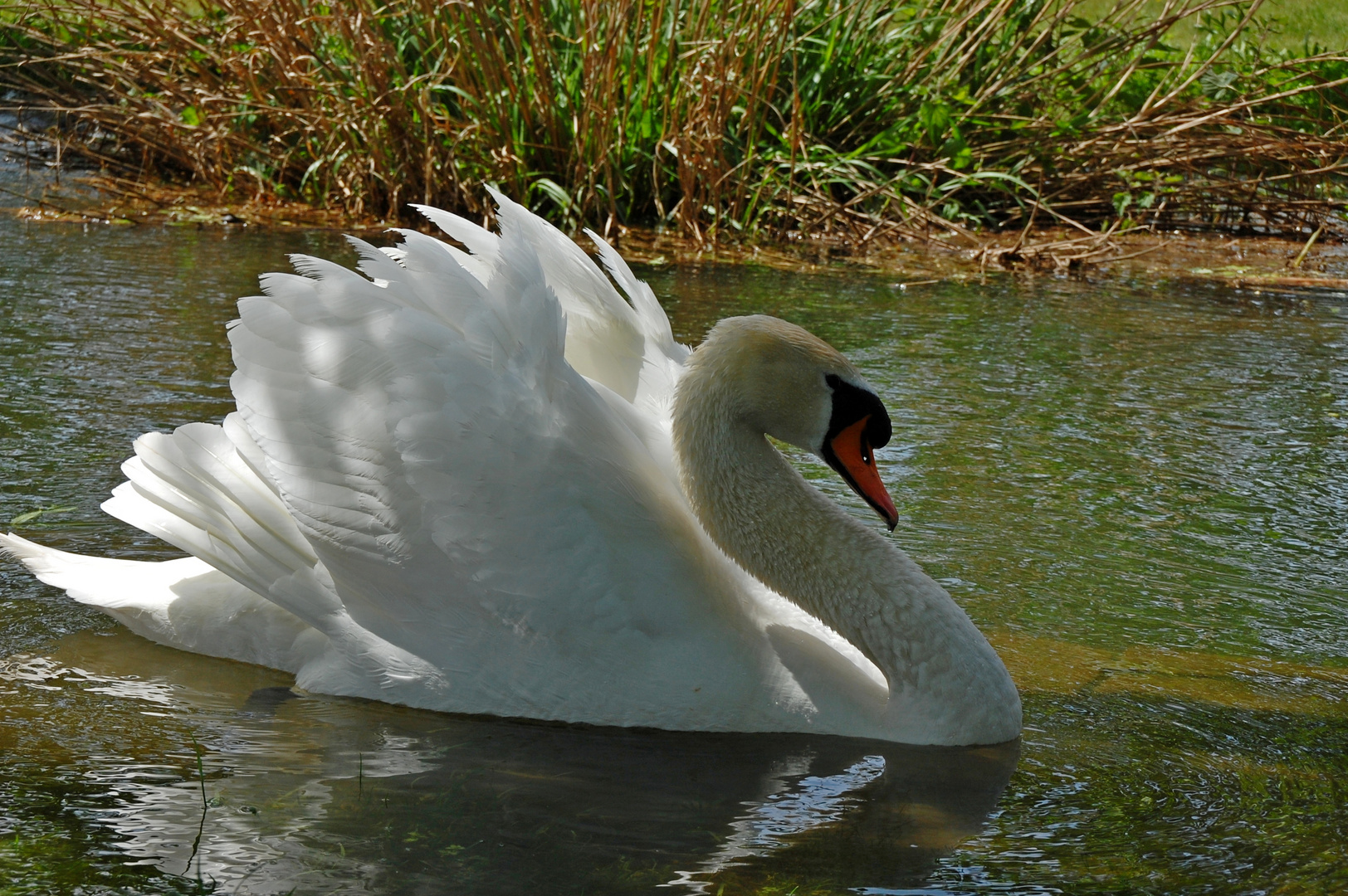 Eleganza