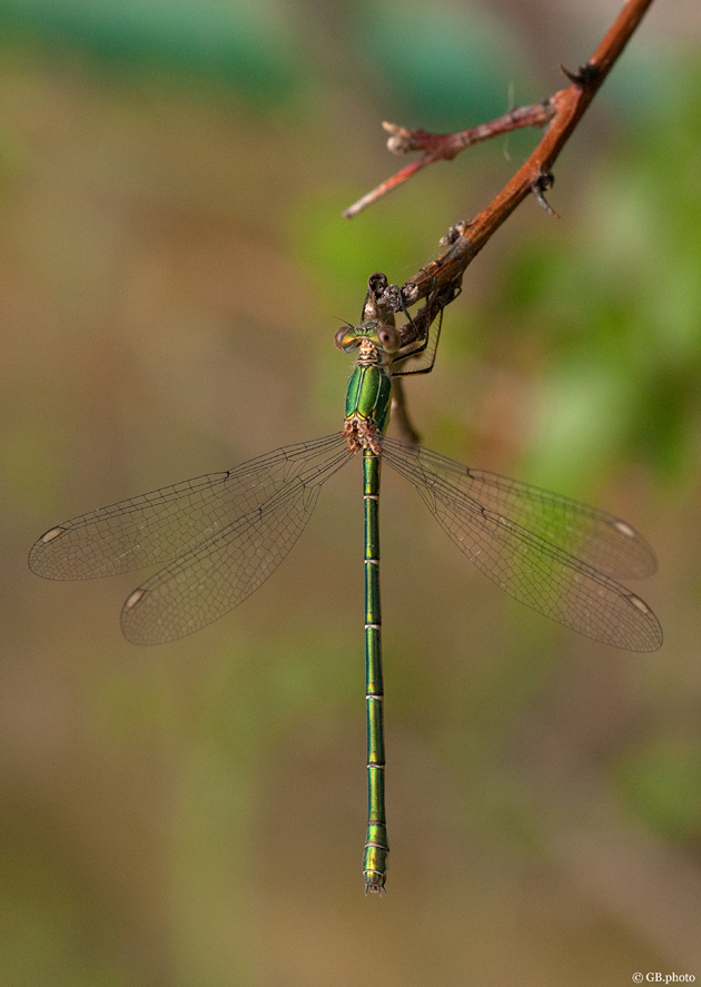 eleganza