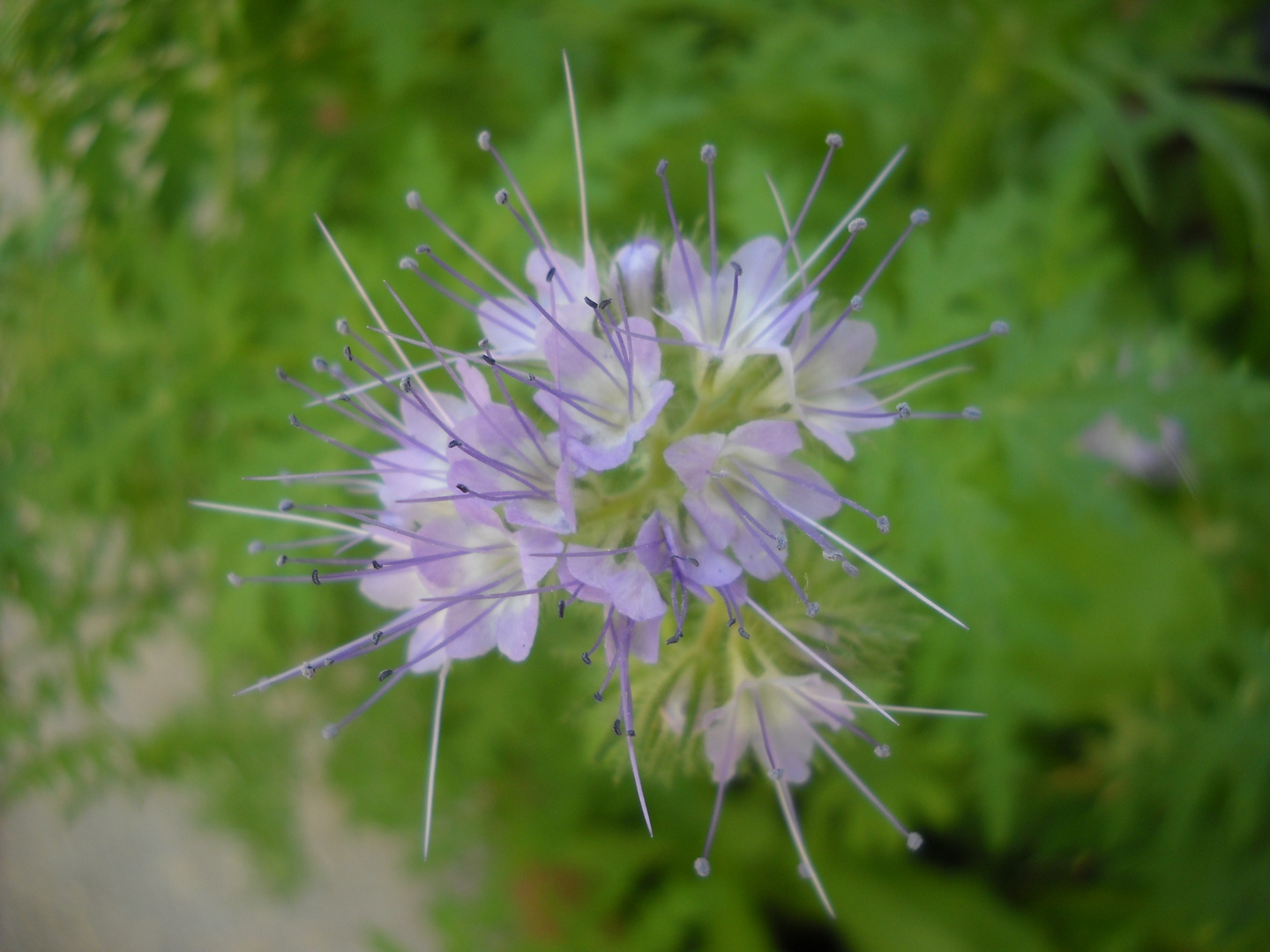 ELEGANZA DI UN FIORE