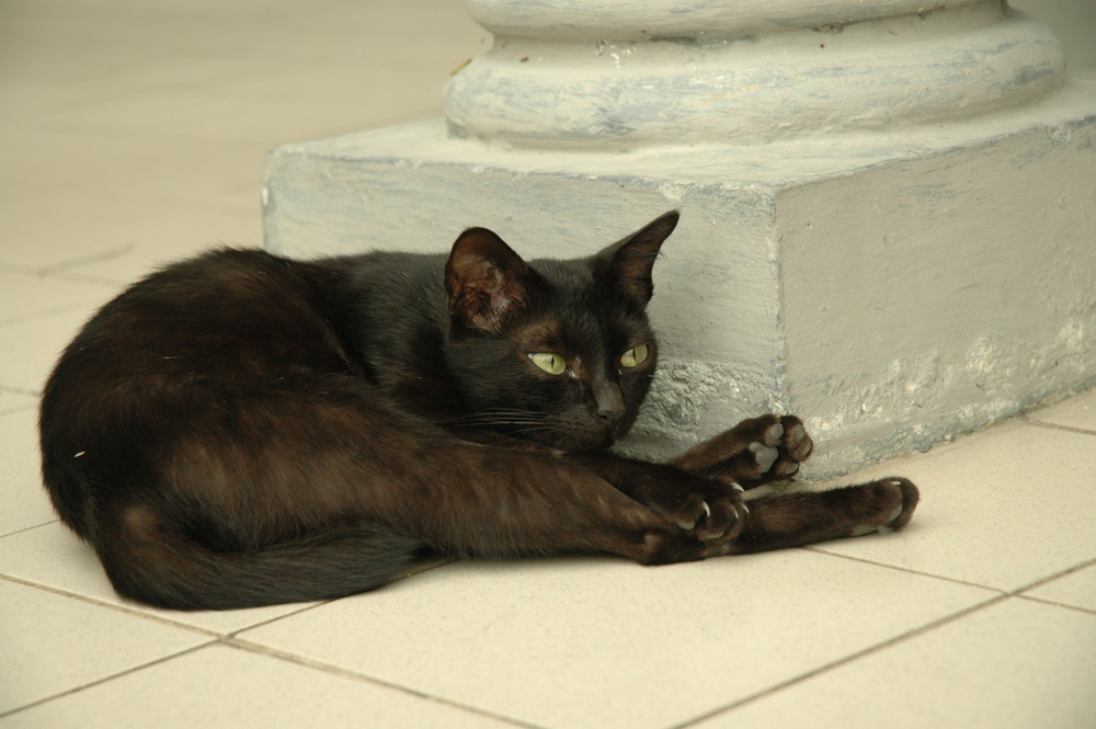 Eleganza Felina