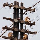 Elektriker in der Affenstadt Lopburi