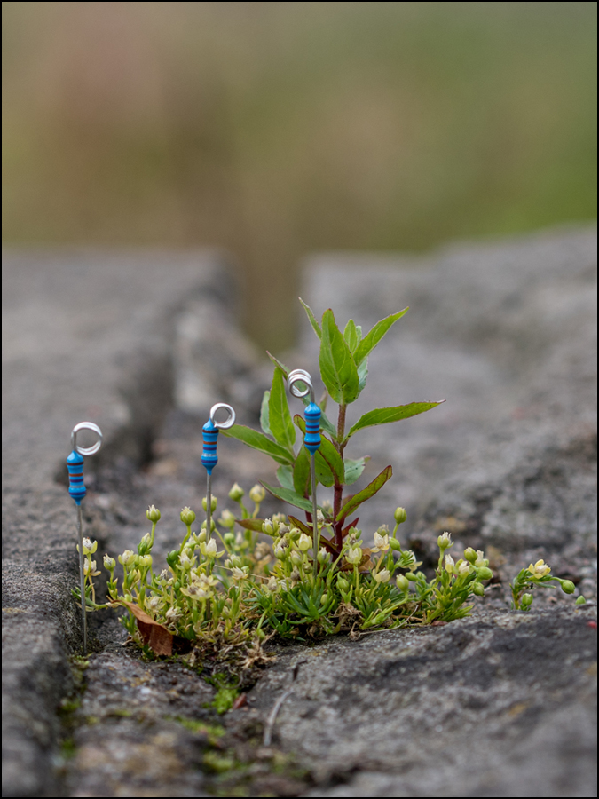 Elektronische Mauerblümchen