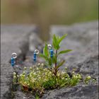 Elektronische Mauerblümchen