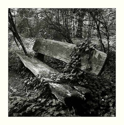 Elemente des Lebens II