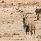 Elen Antilope am Wasserloch