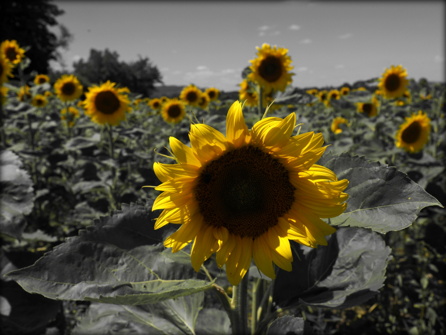 Elena & die Sonnenblumen