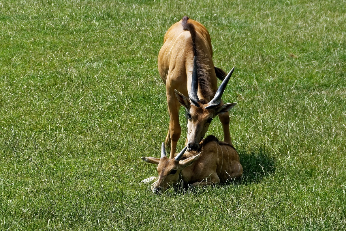 Elenantilope