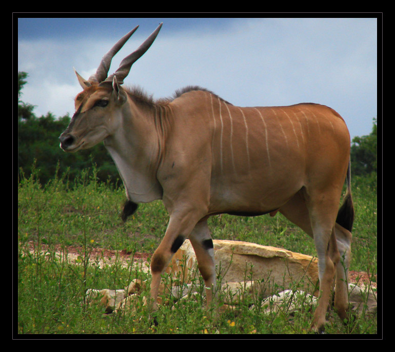 Elenantilope