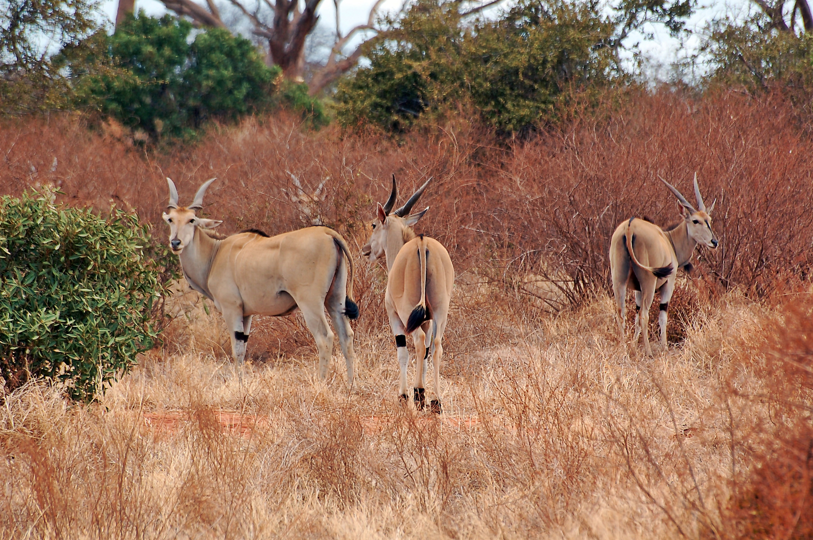 Elenantilope 