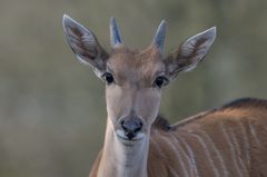 Elenantilope