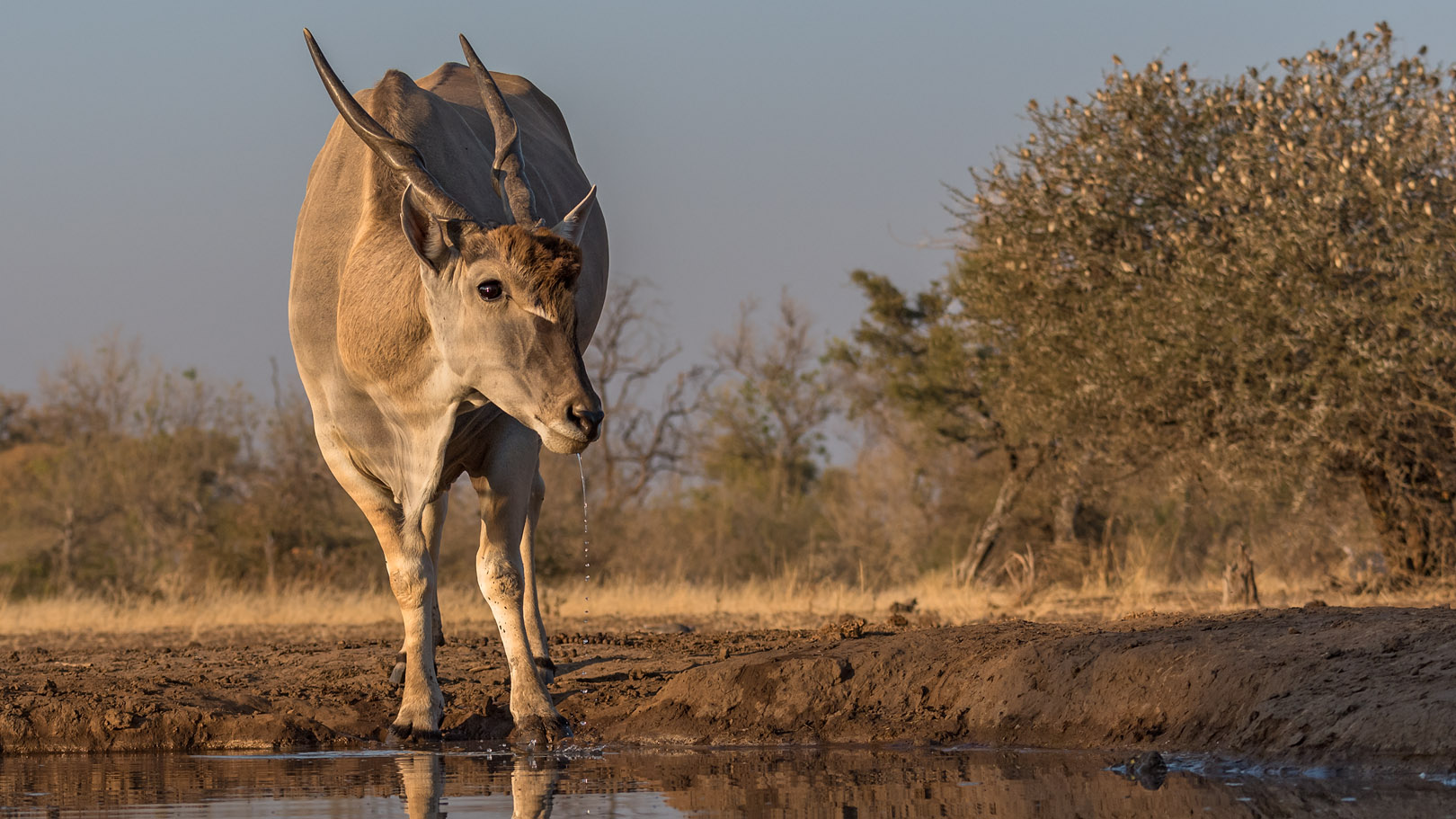 Elenantilope