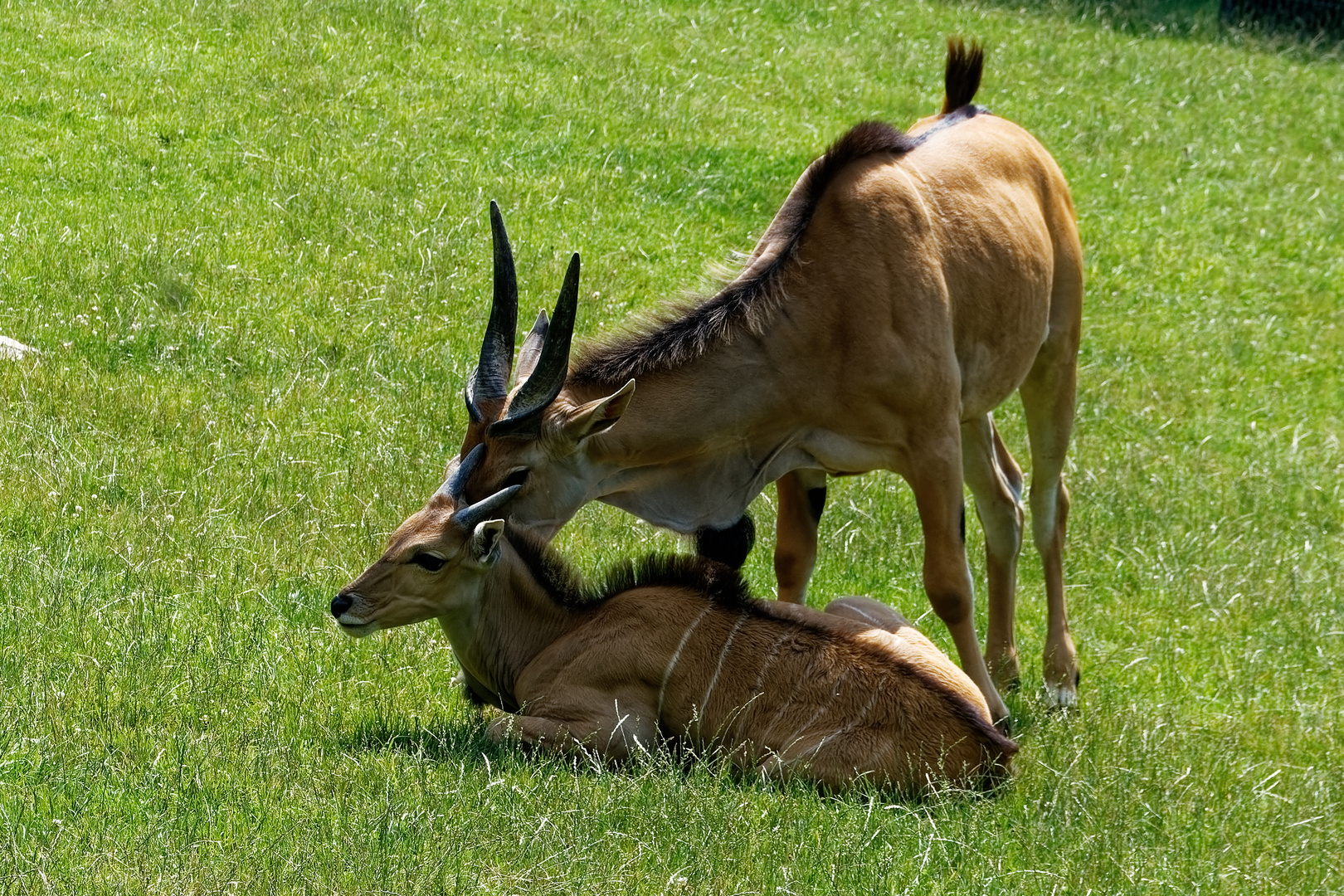 Elenantilope