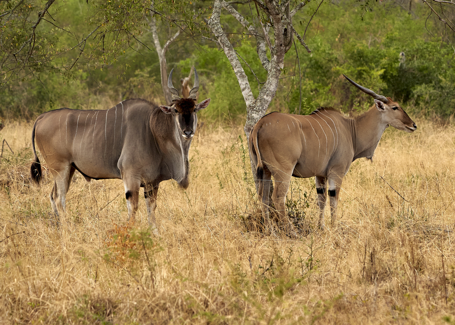  Elenantilope