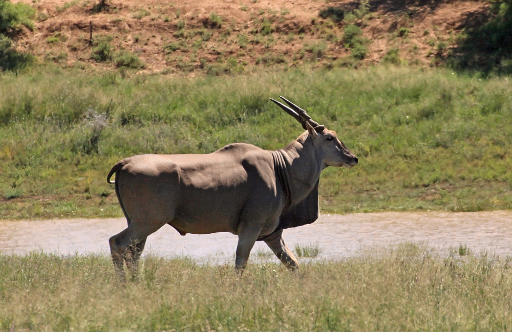 Elenantilope