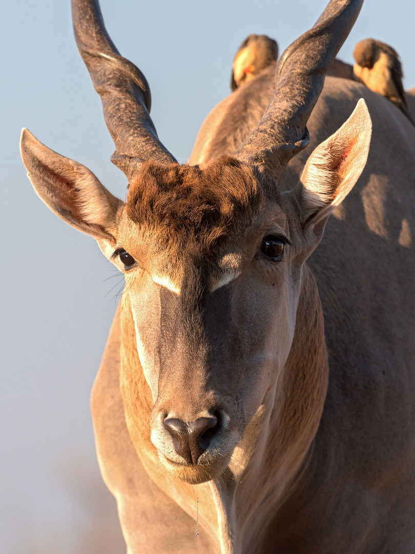 Elenantilope - Eland