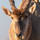 Elenantilope - Eland