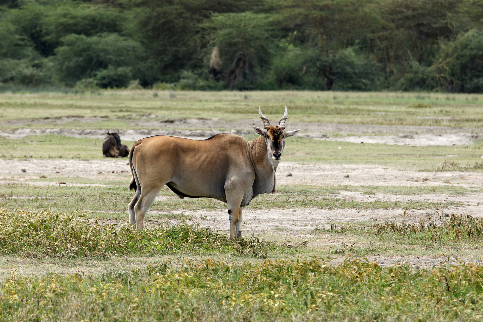 Elenantilope. Ngorongoro Krater, Tansania 2013