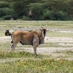 Elenantilope. Ngorongoro Krater, Tansania 2013