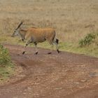 Elenantilope  Piste überquerend