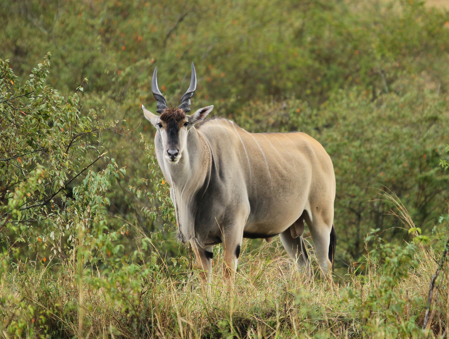 Elenantilope - Taurotragus oryx