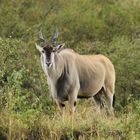 Elenantilope - Taurotragus oryx