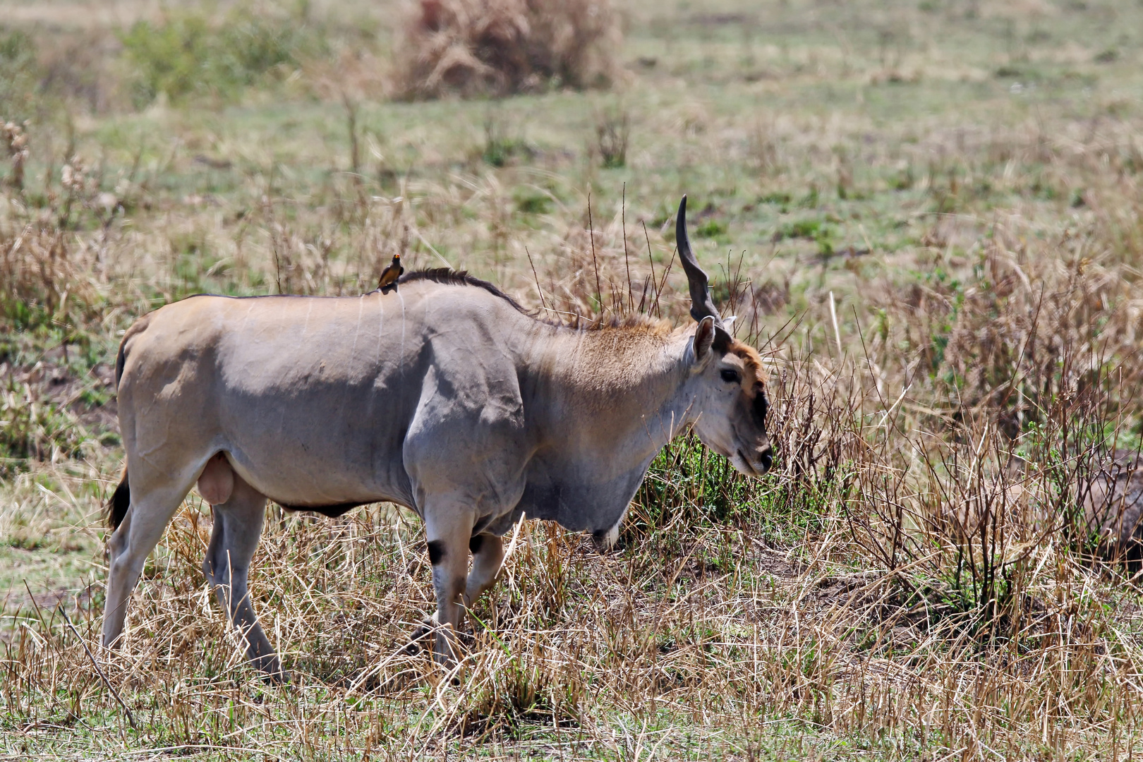 Elenantilope (Taurotragus oryx)