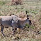 Elenantilope (Taurotragus oryx)