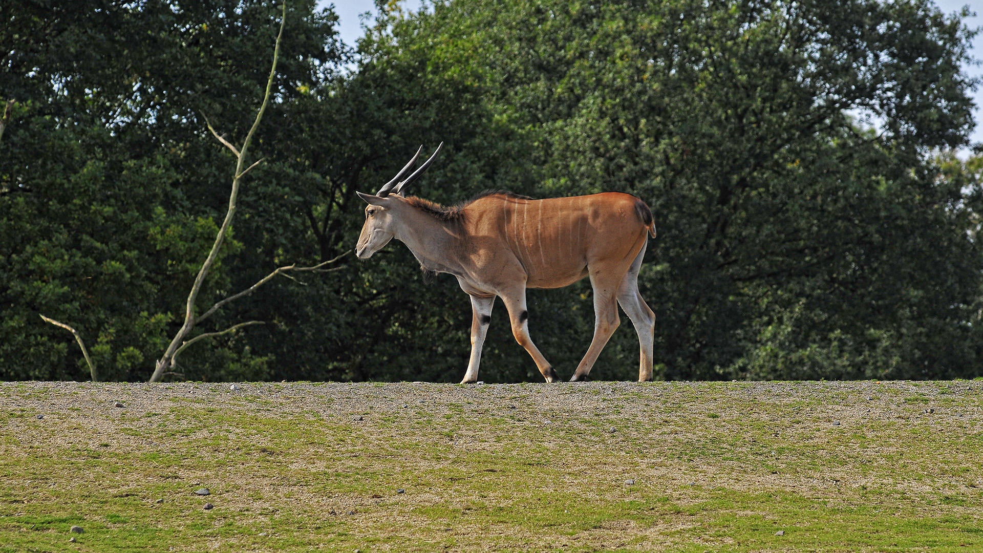 Elenantilope (Taurotragus oryx) im Zoo(m) Gelsenkirchen