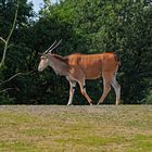 Elenantilope (Taurotragus oryx) im Zoo(m) Gelsenkirchen