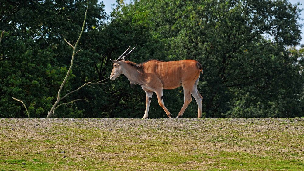 Elenantilope (Taurotragus oryx) im Zoo(m) Gelsenkirchen