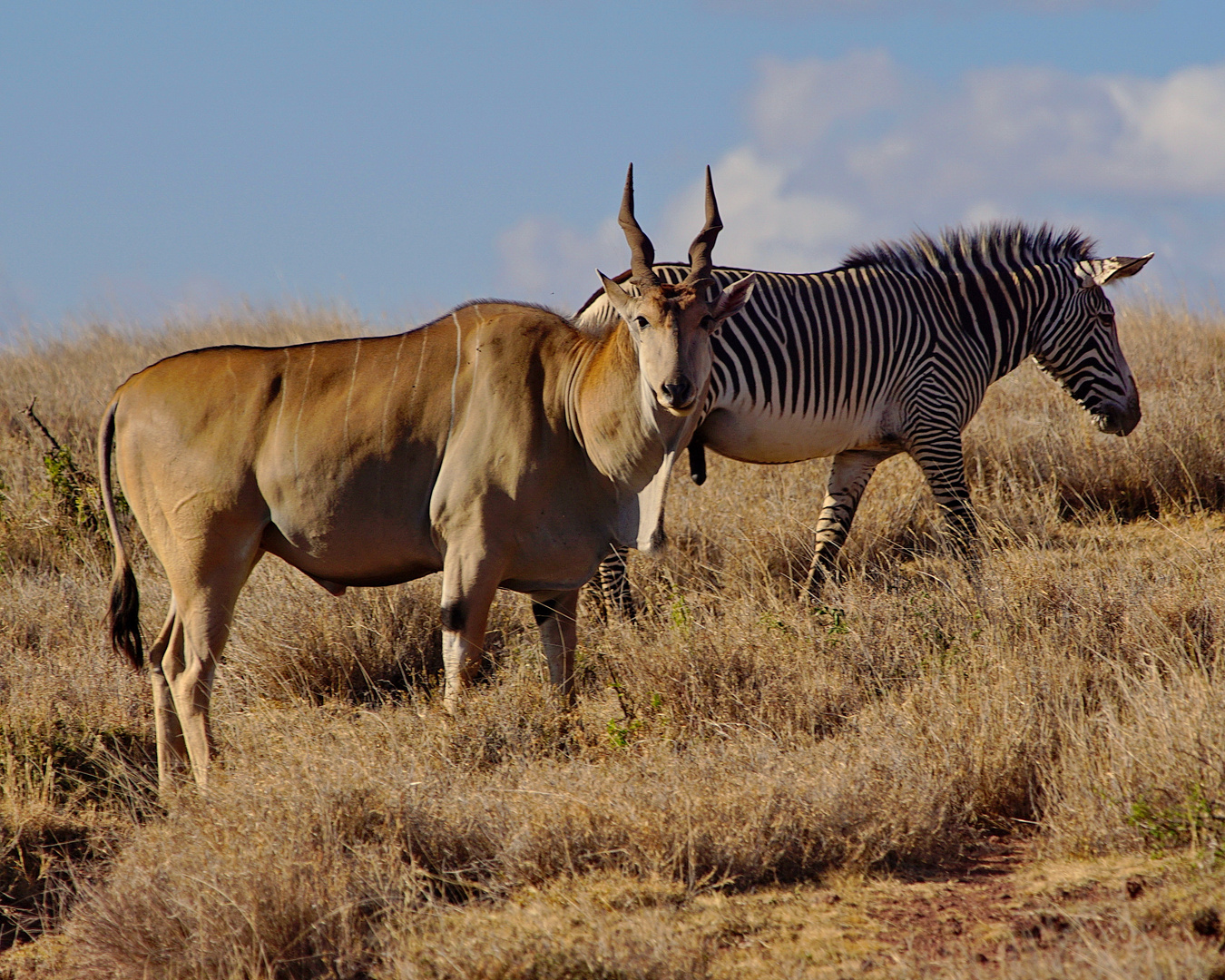 Elenantilope und Grevyzebra