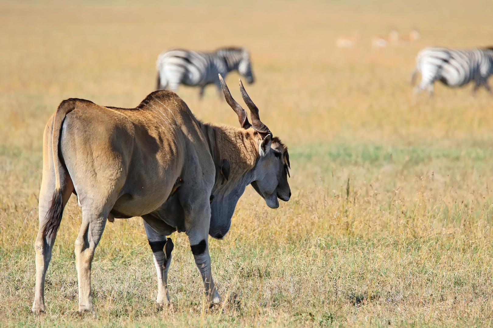 Elenantilope und ihre Begleiter