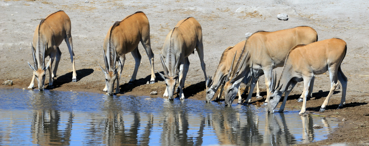 Elenantilopen am Wasserloch