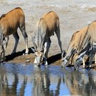 Elenantilopen am Wasserloch