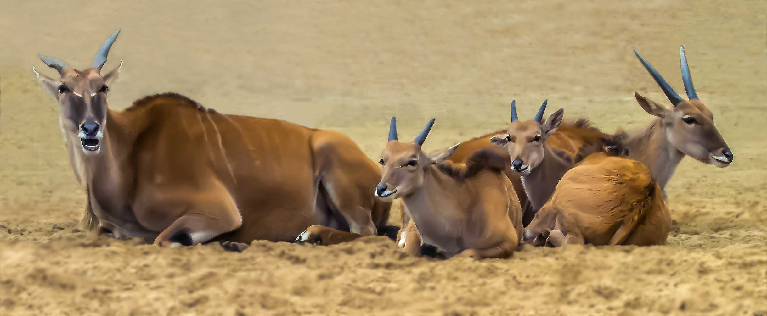 Elenantilopen bei der Rast