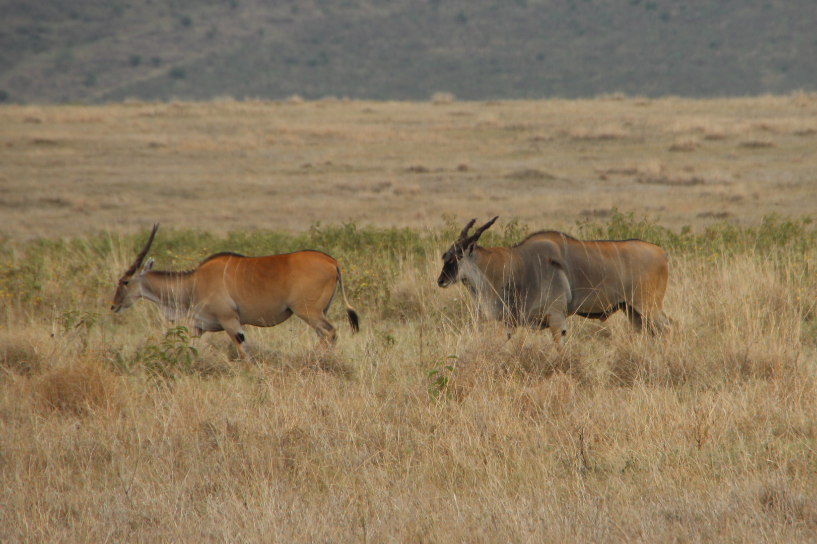 Elenantilopen durch die Steppe streifend