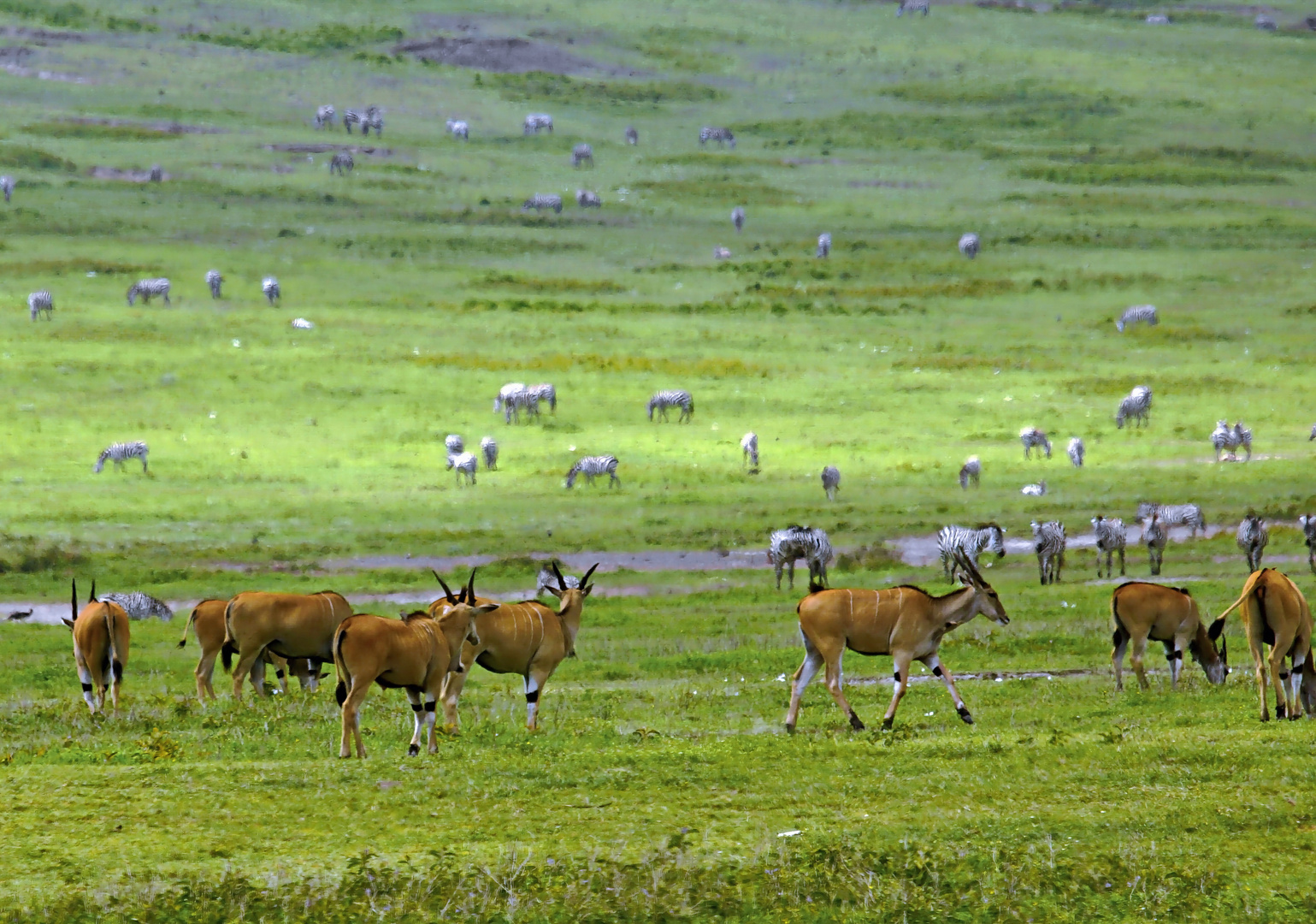 Elenantilopen im Ngorongoro