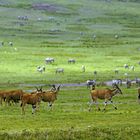 Elenantilopen im Ngorongoro