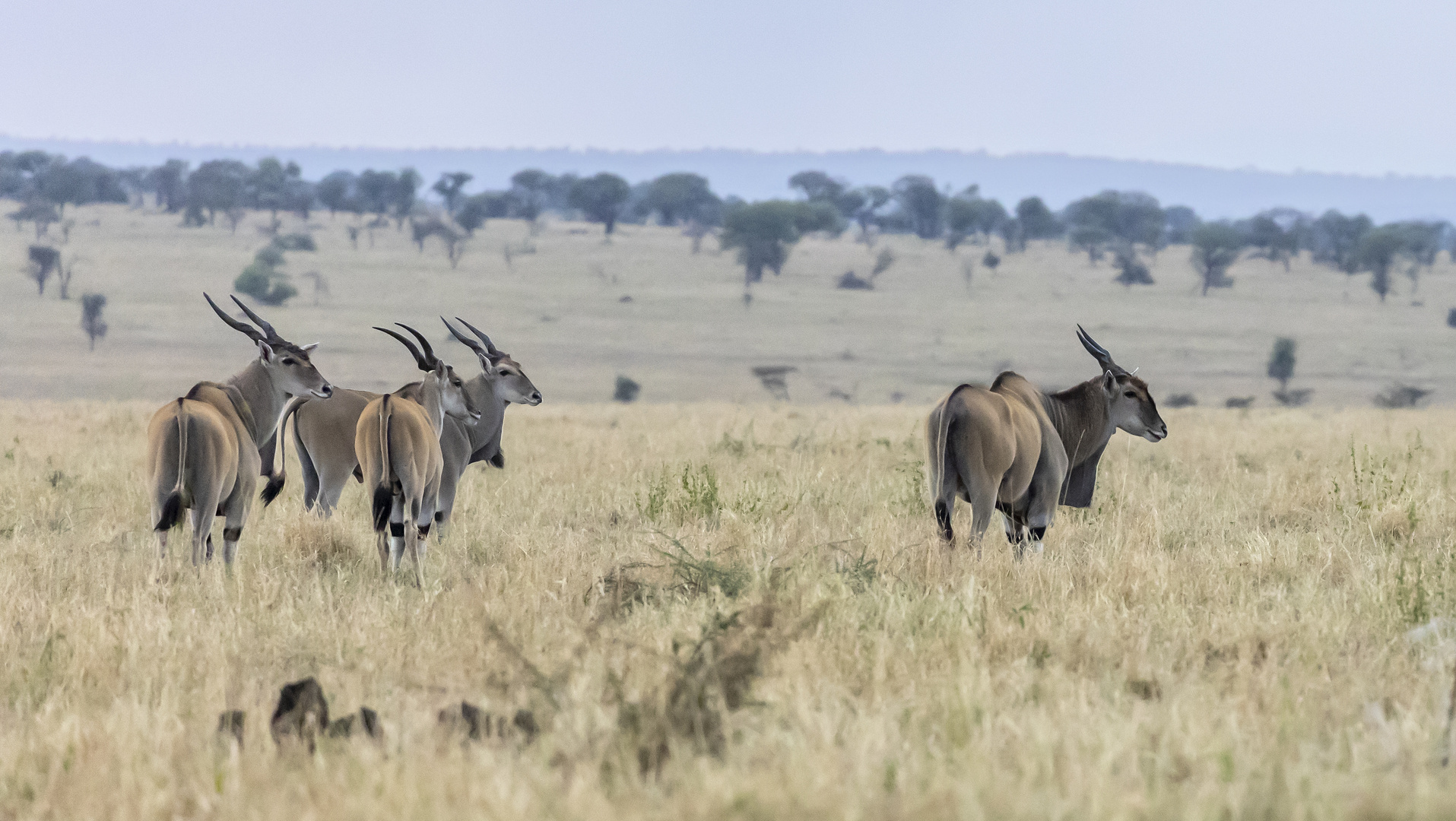 Elenantilopen in der Serengeti - Tansania