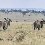 Elenantilopen in der Serengeti - Tansania