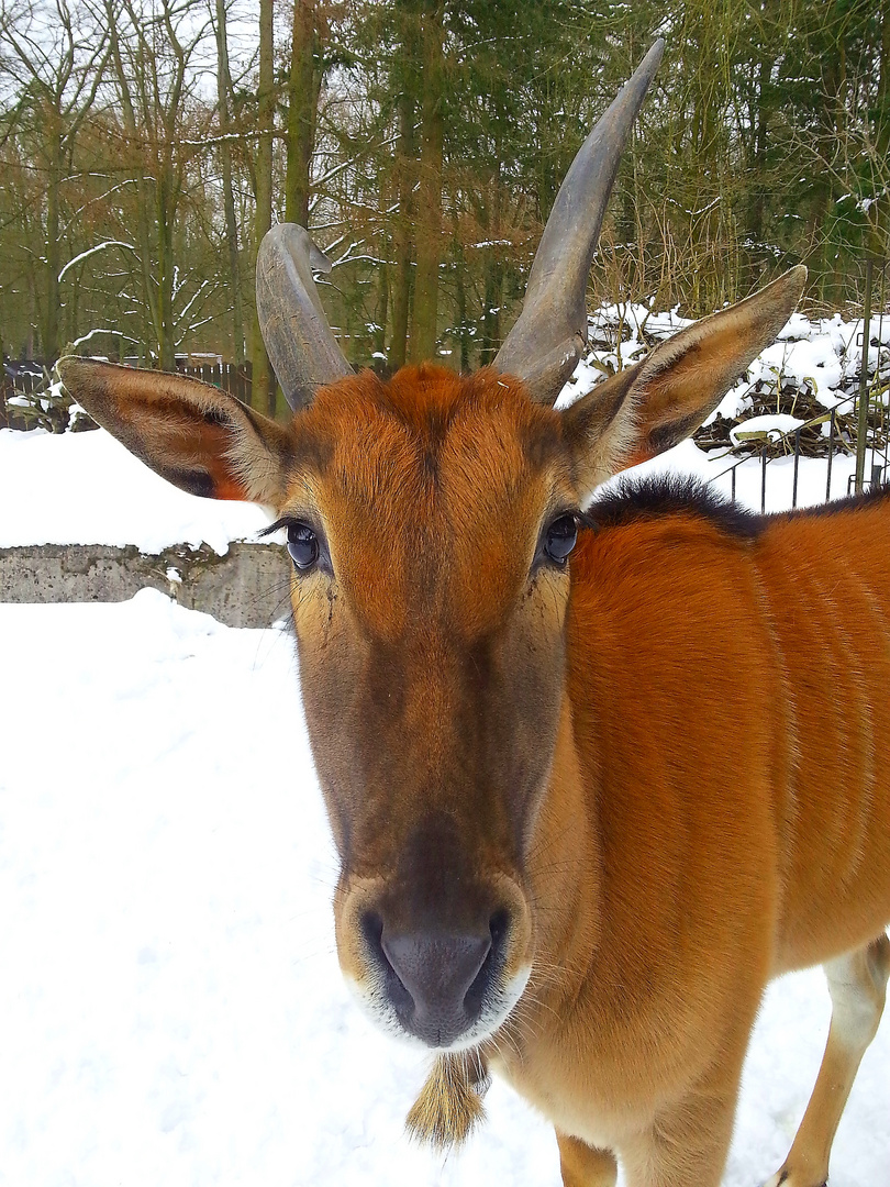 elendantilope