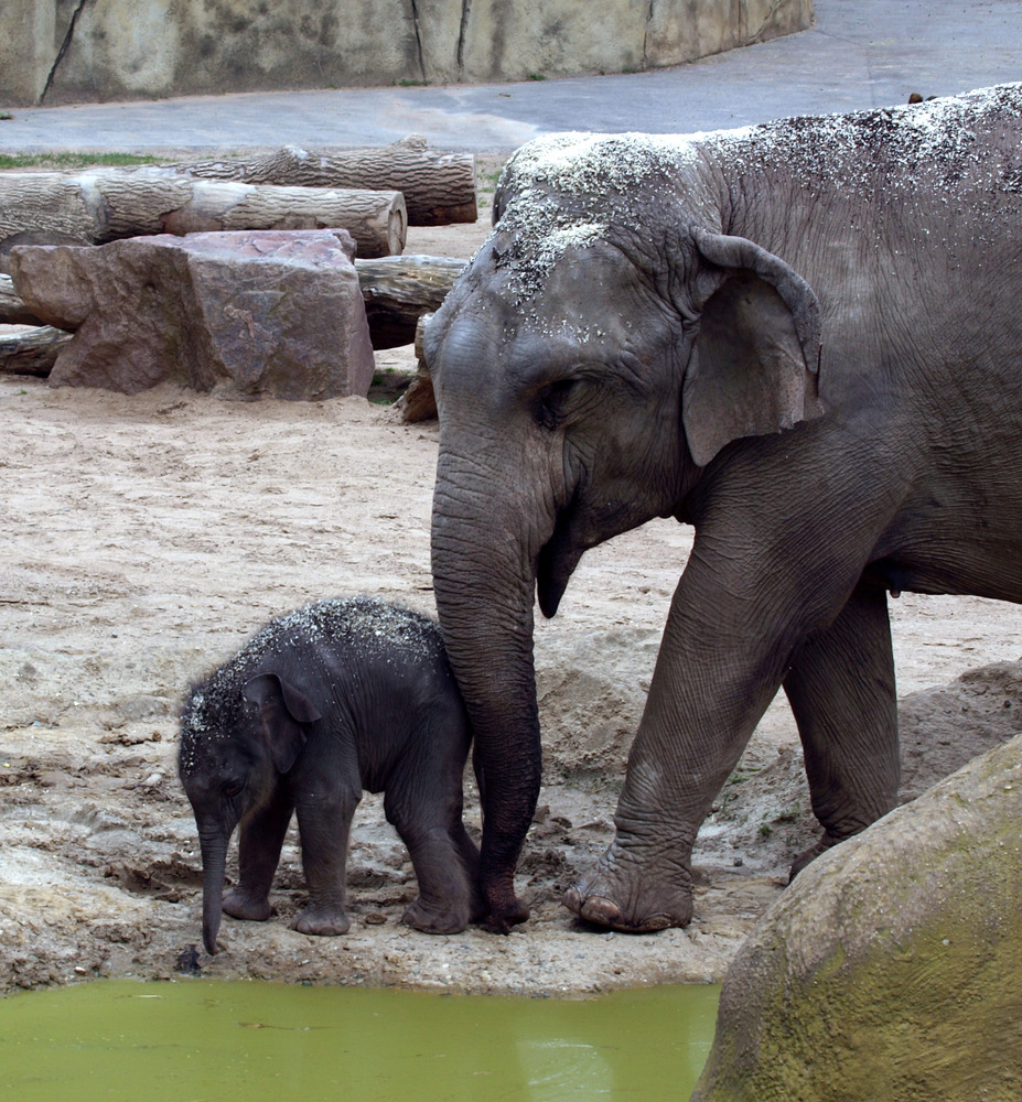 Elenfantenbaby "Bindi" im Kölner Zoo