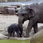 Elenfantenbaby "Bindi" im Kölner Zoo