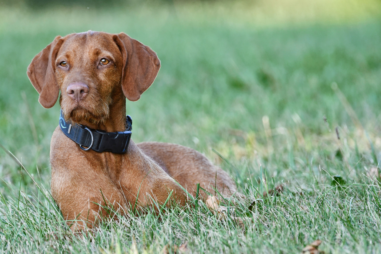 Elenor unser Vizsla