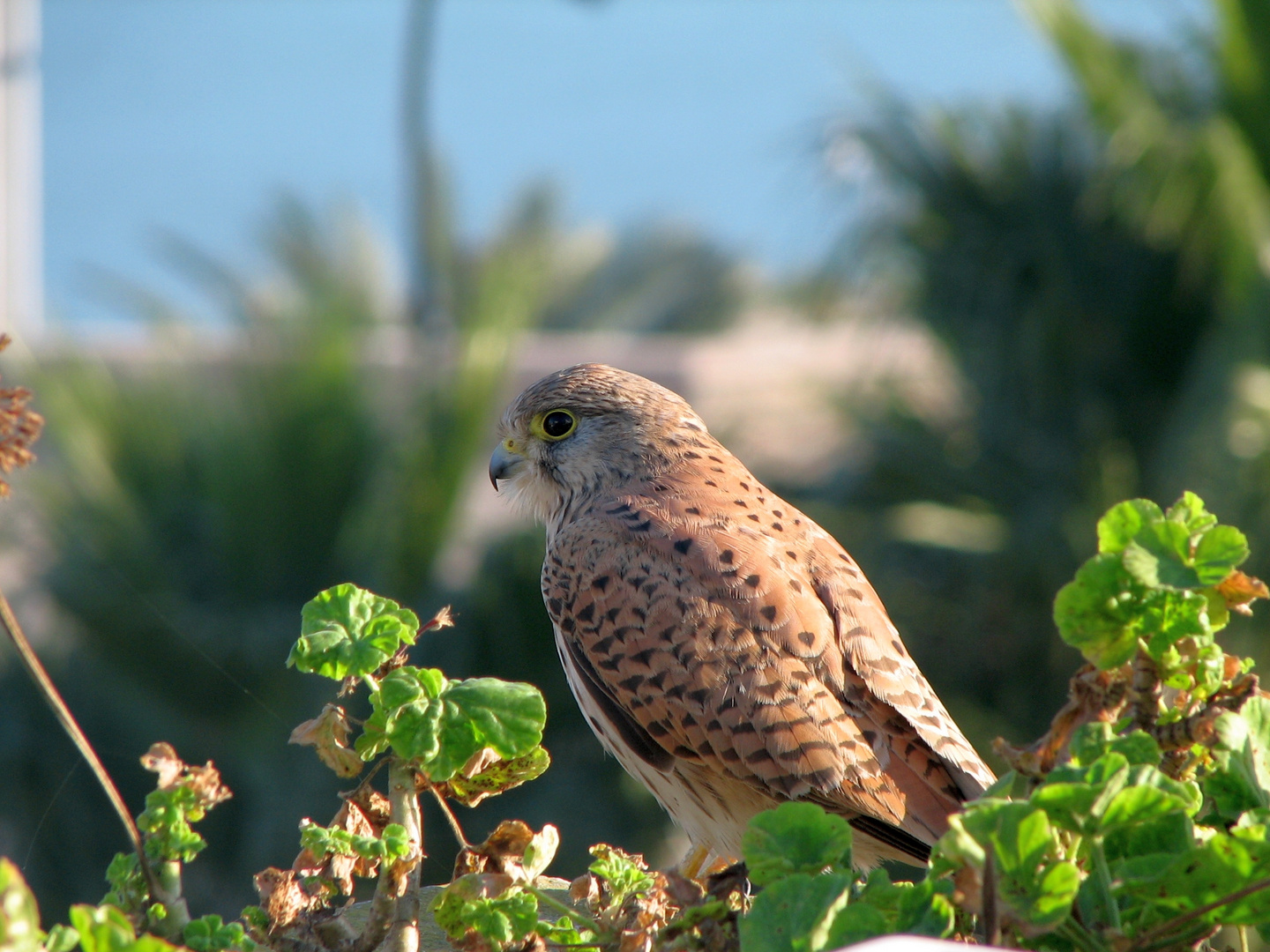 Eleonora's Falcon in Morocco