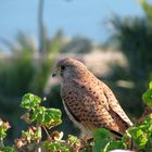 Eleonora's Falcon in Morocco