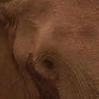 Elephant (2)