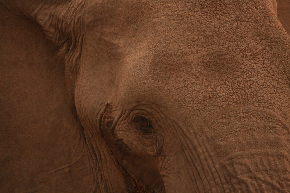 Elephant (2)