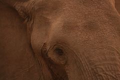 Elephant (2)